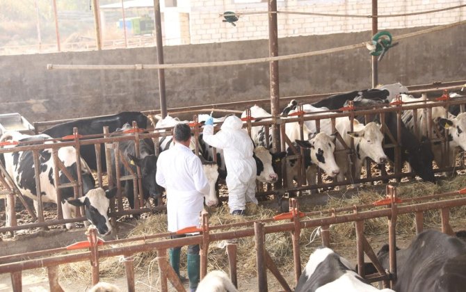 Dabaq xəstəliyinin SAT-1 serotipi üzrə peyvəndləmə işlərinə başlanılıb