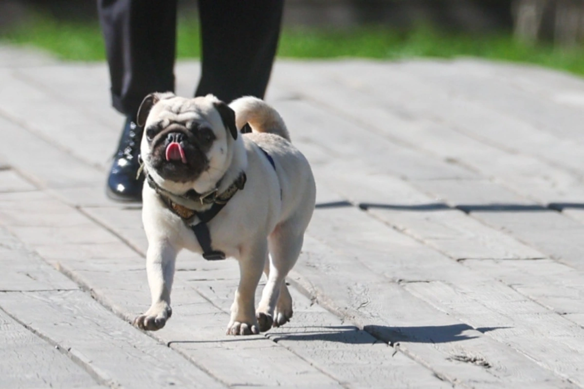 Самые любимые породы собак британцев вскоре могут исчезнуть