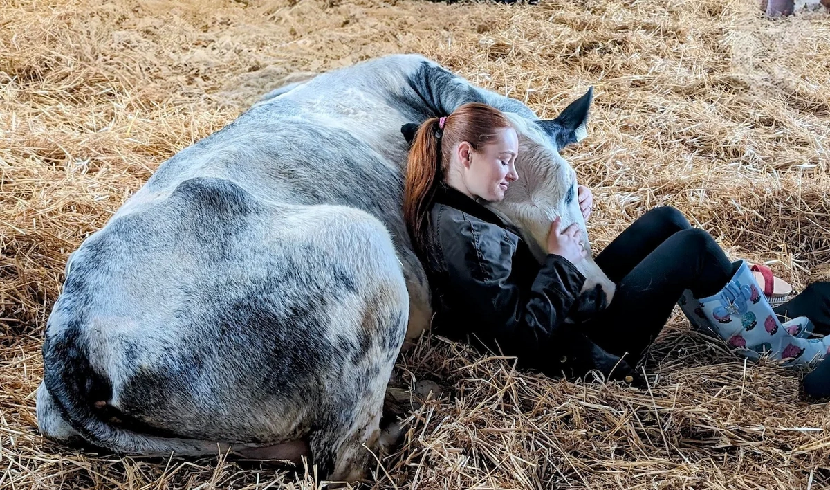 СМИ: В США предлагают платные объятия с коровами из-за падения цен на 