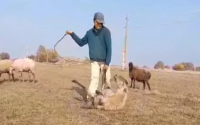 Samuxda heyvana işgəncə verən şəxs tutuldu