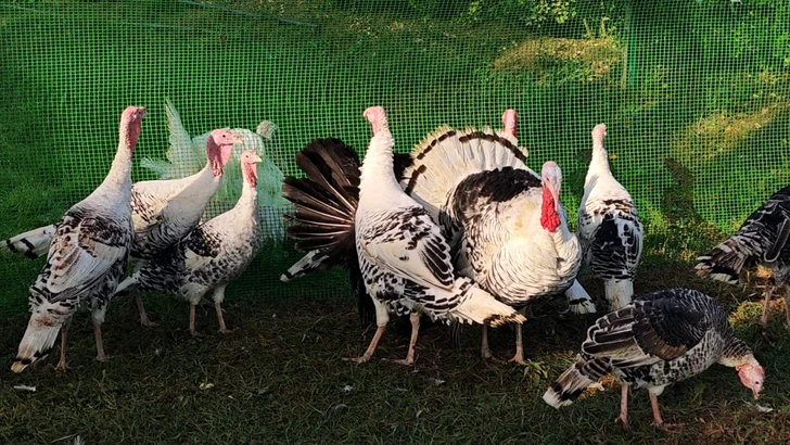 В Билясуваре проведен 5-й «Фестиваль индейки»-ФОТО