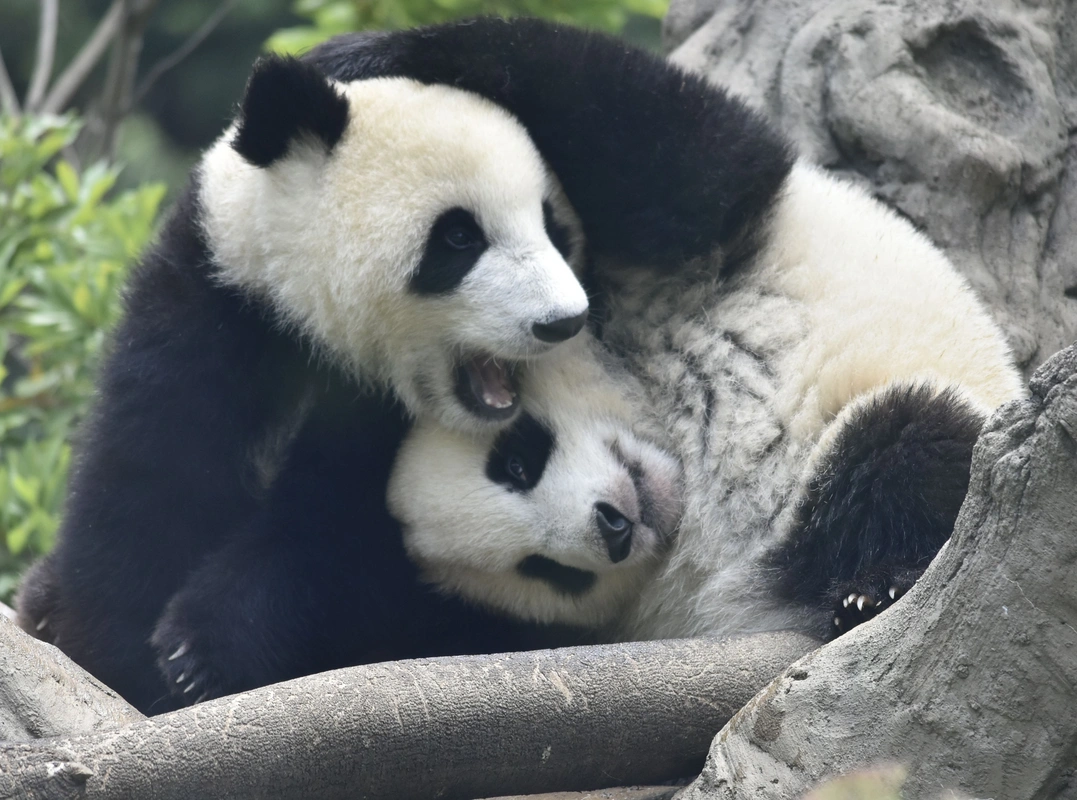Yaponiya Çinlə münasibətlərinin gərginləşməsinə görə pandasız qala bilər