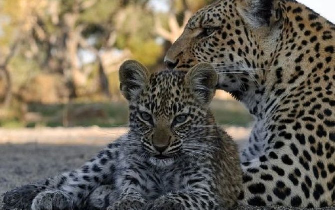 Zəngəzur Milli Parkında bəbir və iki balası görüntüləndi