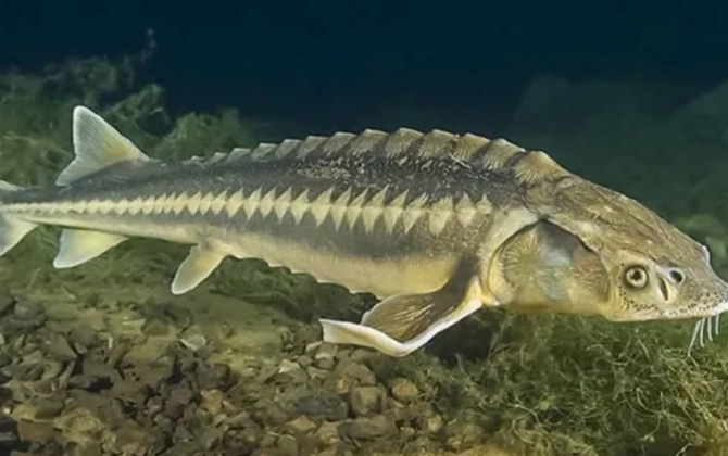 Xəzəryanı ölkələr nərə balığının ovuna qoyulmuş qadağanı 2026-cı ilə qədər uzadıblar