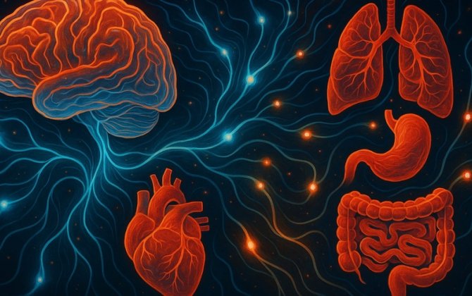 Beynin “altıncı hissi”: yeni elmi baxış