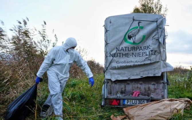 Reuters: Quş qripi virusu COVID-19-dan daha təhlükəli ola bilər