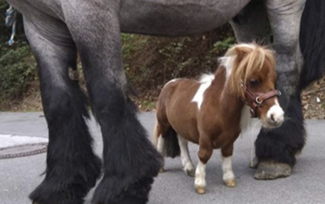Boyuna görə Ginnesin Rekordlar Kitabına düşdü