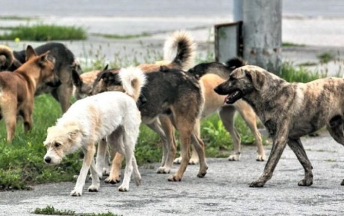 Masazırda sahibsiz it problemi: Valideynlər qorxu içində 