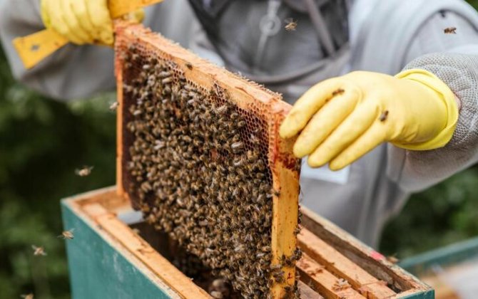 “Bal arısı cinslərinin və populyasiyalarının rayonlaşdırılması Qaydası”nda dəyişiklik edildi