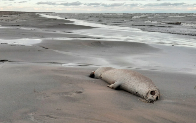 Xəzər sahilində yenidən ölü suitilər aşkar edilib