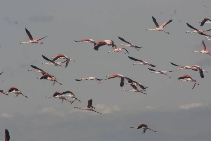 Сотни фламинго мигрировали раньше времени в Азербайджан-ФОТО
