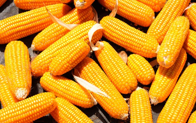 Азербайджан начал импортировать кукурузу еще из одной страны