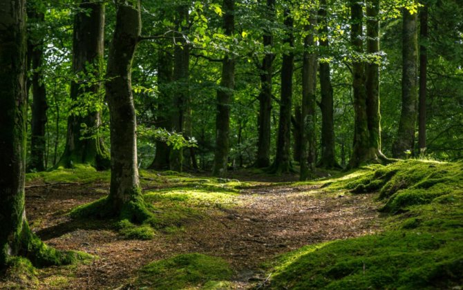 Kəlbəcər, Laçın, Ağdərə və Xocalı ərazilərini əhatə edəcək yeni milli park yaradılır