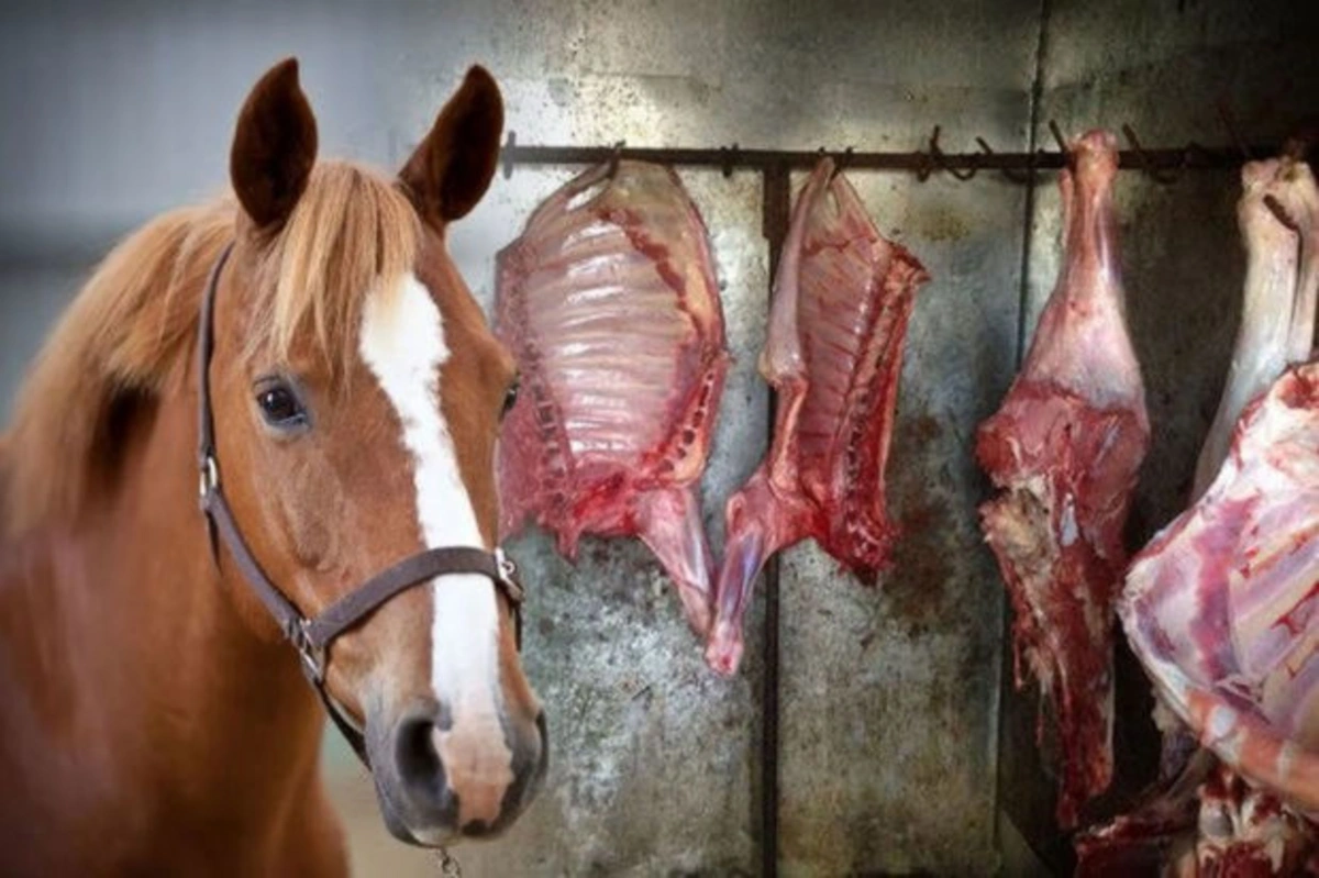 İki qurumdan BİRGƏ ƏMƏLİYYAT: Bir tondan artıq yararsız AT ƏTİ AŞKARLANDI - VİDEO