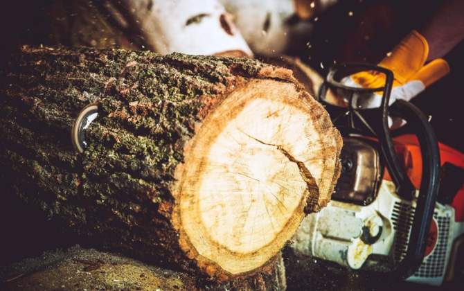 Ağacların qanunsuz kəsiminə görə təbiətə 36 min manatdan çox ziyan dəyib