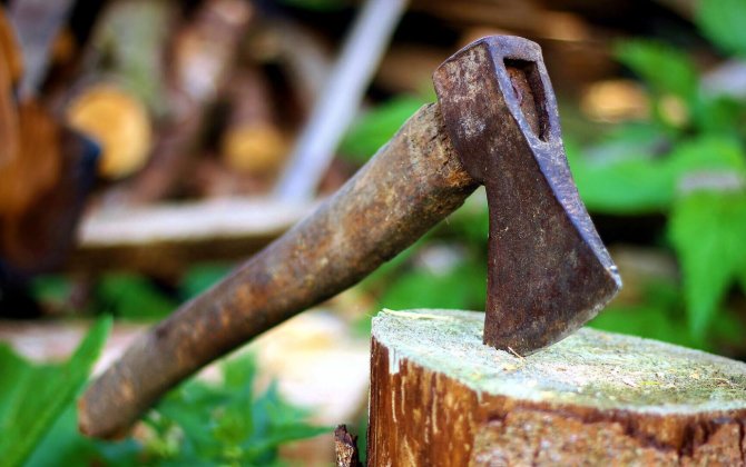 В Баку продолжается незаконная вырубка деревьев