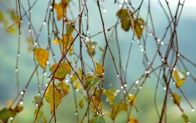 В Баку будет изморось, в регионах – ливни