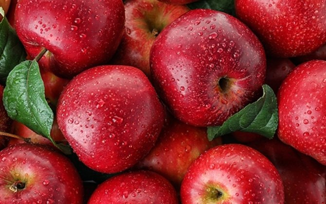Azərbaycanın alma ixracı 14 ilin rekordunu qırdı: Yeni bazarlar, artan tələbat və fermerlər üçün dəstək