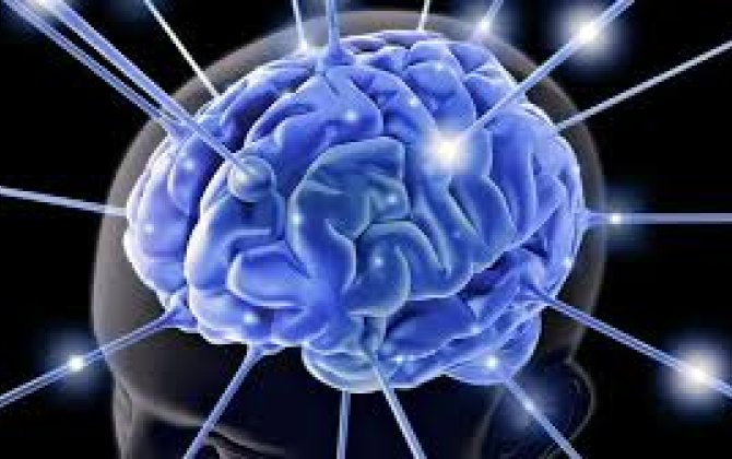 Ученые доказали, что мозг напарников может синхронизироваться