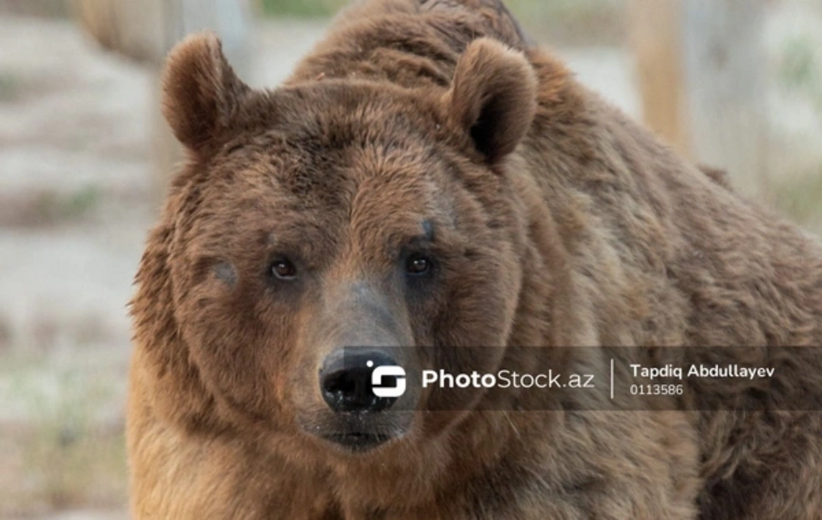 Медведь напал на дрессировщика во время шоу в Китае-ВИДЕО