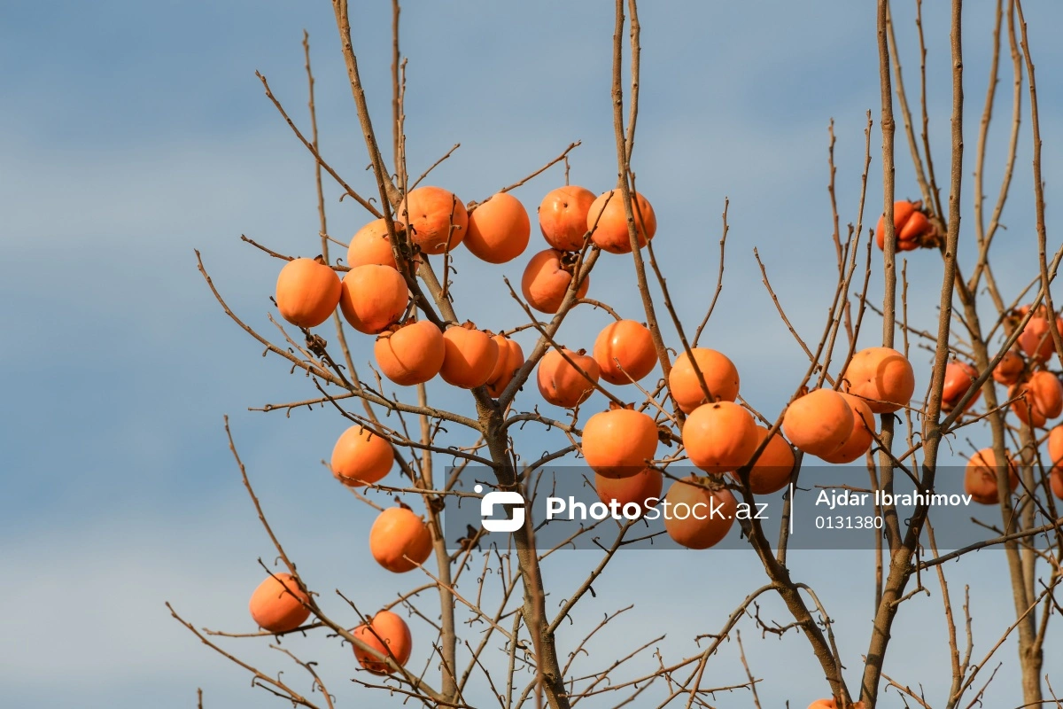 Yolların kənarlarındakı ağacların meyvələrini kimlər yığa bilər? - AÇIQLAMA