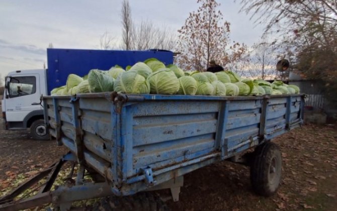 Kələm bol, alıcı isə yox - Fermerlər çarəsizdir