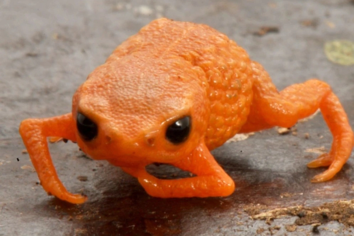 В Бразилии открыли вид лягушек длиной 14 мм-ФОТО