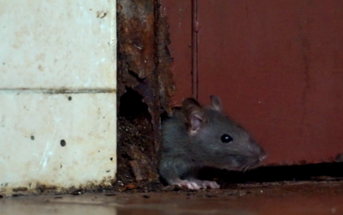 Bakıda siçovullar yasayış binasına girir, maşınlara zərər vurur - VİDEO