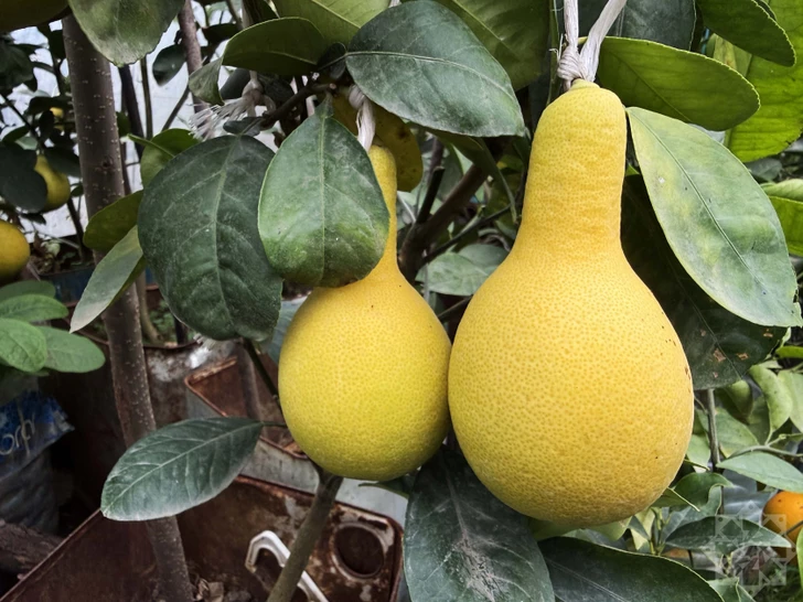 Грушевидный лимон: африканская экзотика на азербайджанской земле-ФОТО