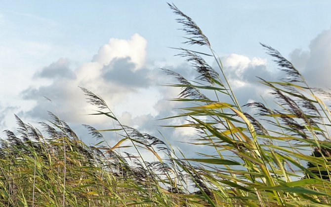 Шквалистый ветер погрузил регионы Армении во тьму