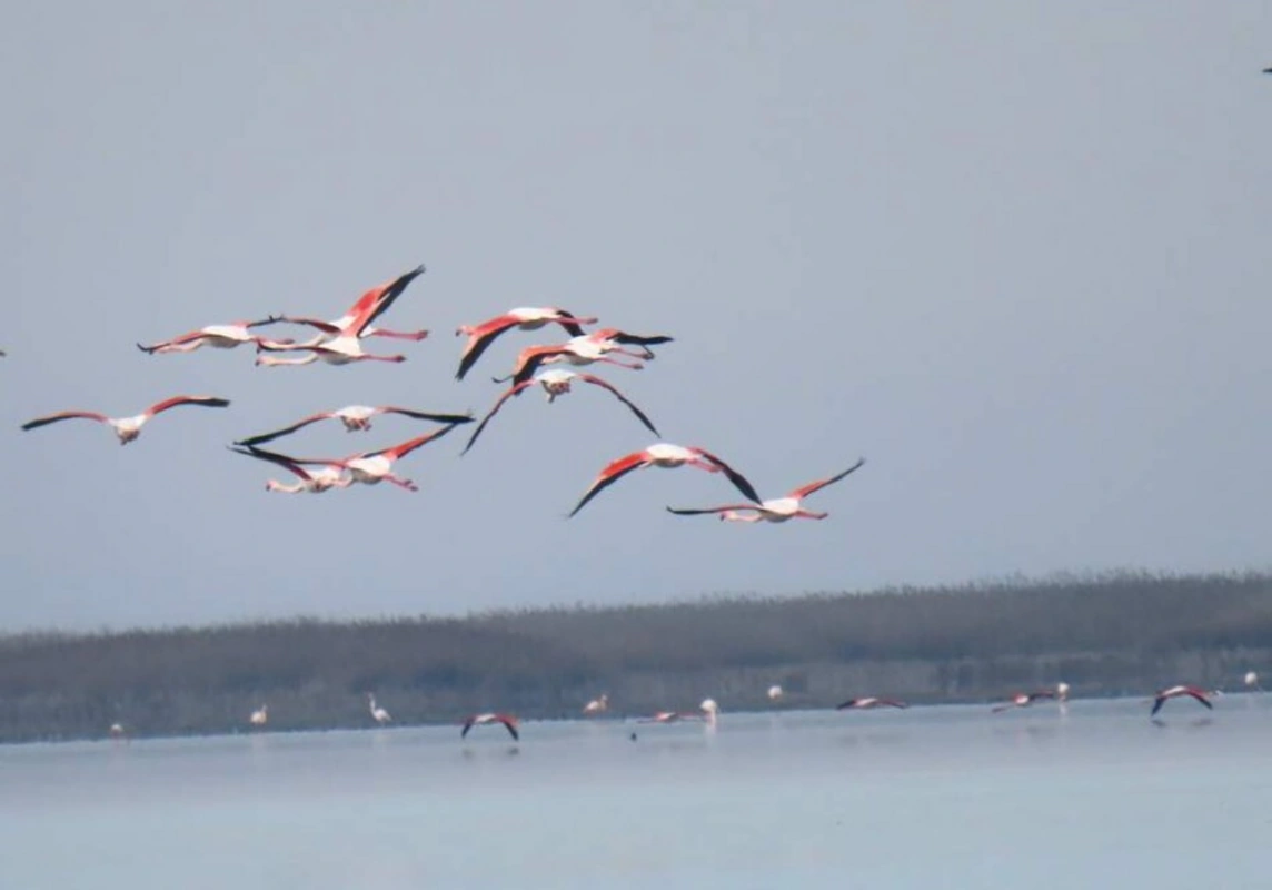 Как браконьерство убивает птиц Азербайджана?-ФОТО