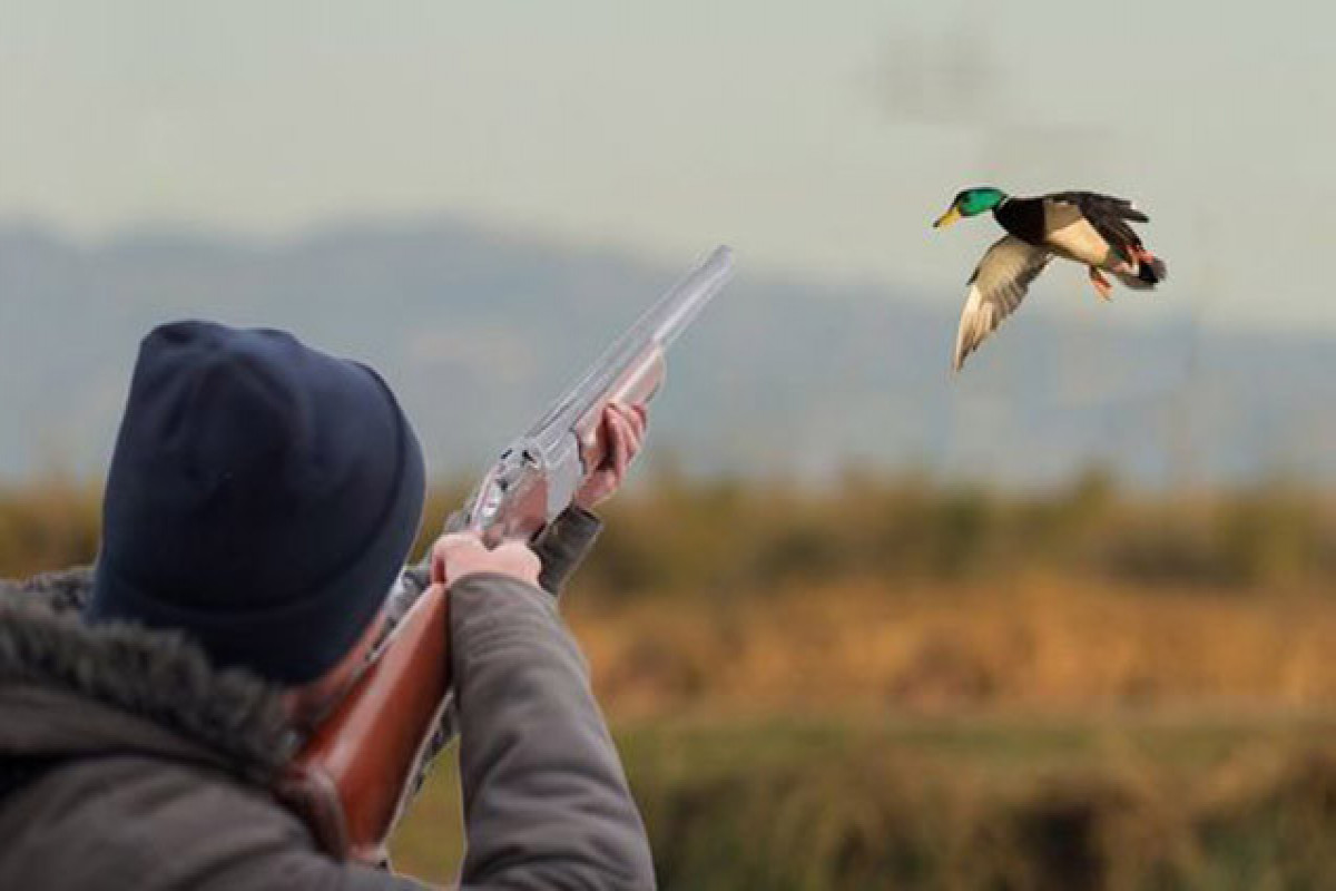 Şabranda qanunsuz ov edən şəxs saxlanılıb