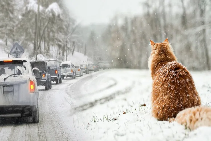 10 dərəcə şaxta olacaq - Sabahın HAVASI