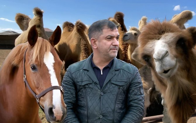 “Dəvə gözümün qabağında atı parçaladı” - Maştağa sakini dəvəçiliyi Qarabağda inkişaf etdirmək istəyir - FOTO+ÖZƏL