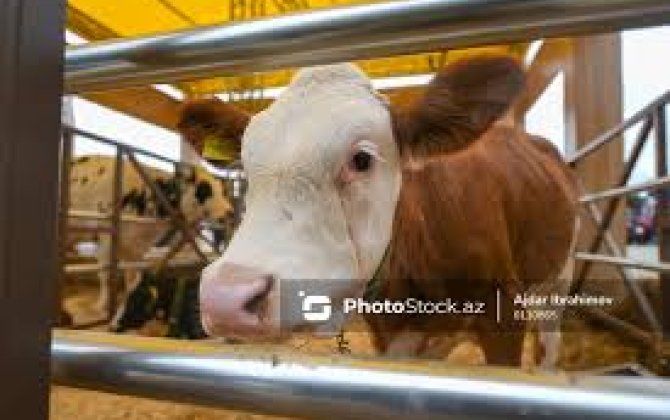 В Азербайджане могут отменить НДС на импорт животных для откорма