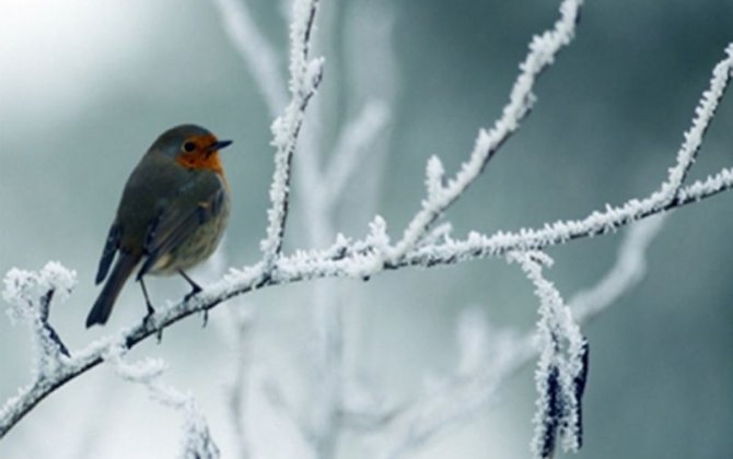 Sabah 13 dərəcə şaxta olacaq - PROQNOZ