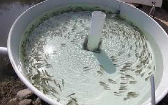 В Азербайджане наращивают масштабы зарыбления Каспия и внутренних водоемов