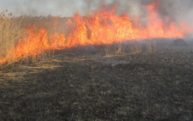 Əkin yerinin yandırılmasına görə yeni cərimələr