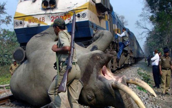 В Индии при столкновении с поездом погибли восемь слонов