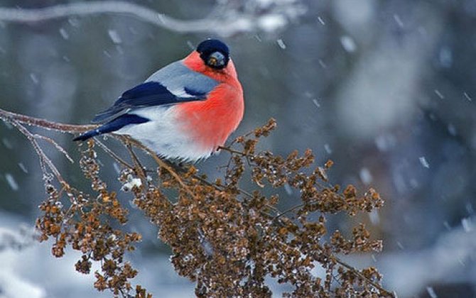 Böyük Çillə gecəsi niyə müqəddəs sayılır? Unudulan inanclar