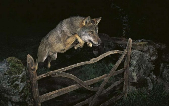 Şəkidə canavar kəndə hücum edib 5 nəfəri yaraladı