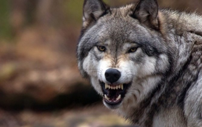 В Шеки волк напал на село и ранил пять человек