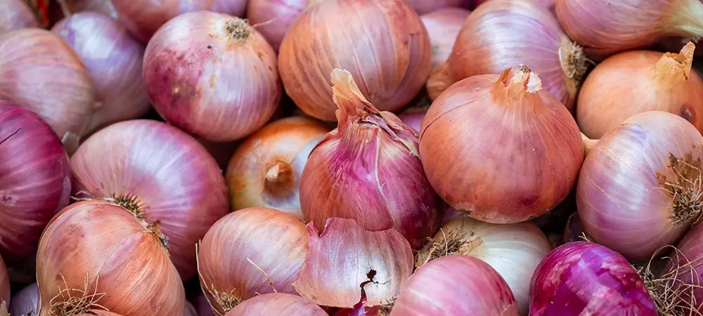 Soğanların yazadək cücərməməsi üçün sadə üsul