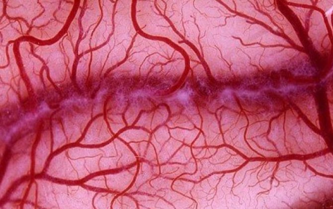 Koronavirusla əlaqəli zülalın damarları qoruduğu məlum olub