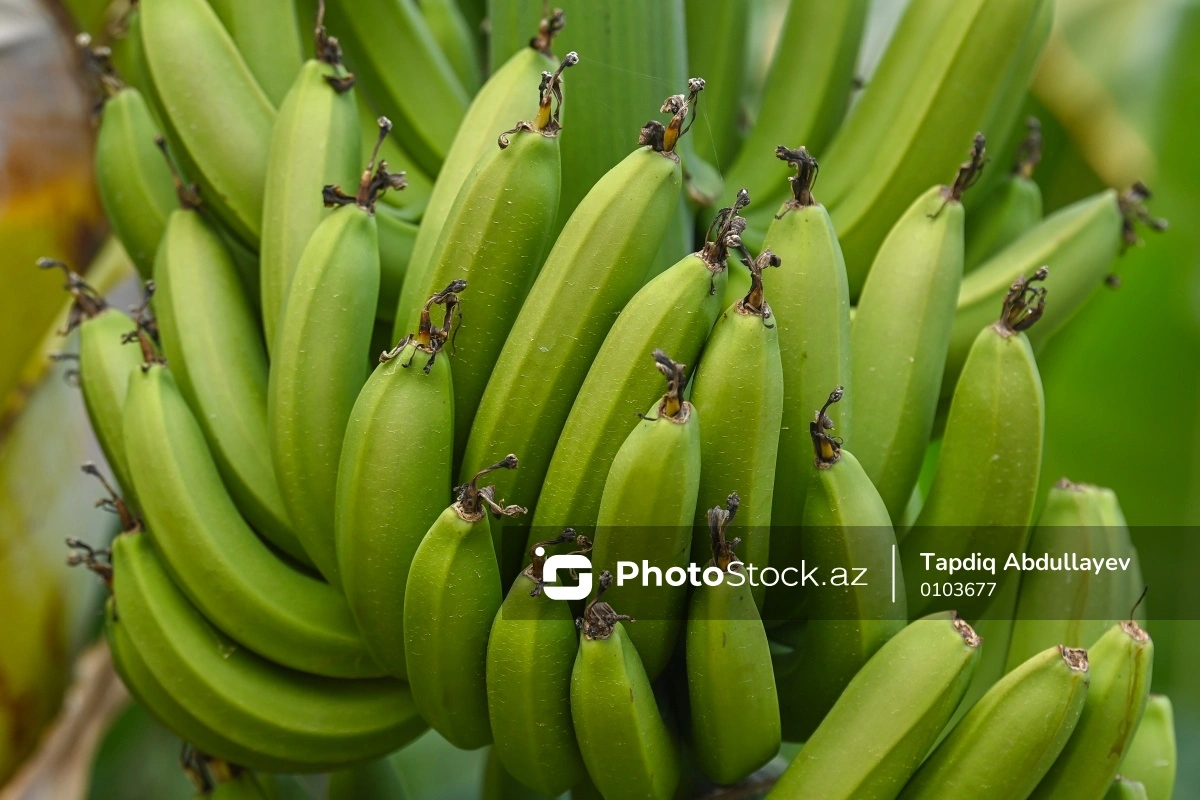 Стала известна цена импортированных в Азербайджан бананов