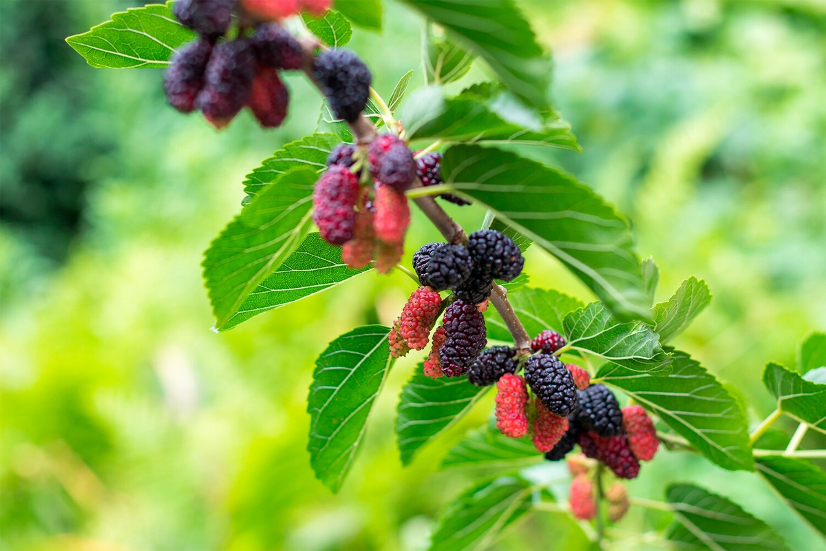 Qaraciyərin iltihabına qarşı təbii vasitə KƏŞF EDİLDİ