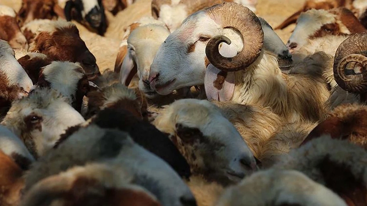 Türkiyədə əməliyyat: Narkotikin gizlədildiyi yer heyrətləndirdi - VİDEO