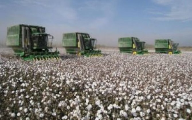 В Азербайджане в этом году собрано более 360 тыс. тонн хлопка