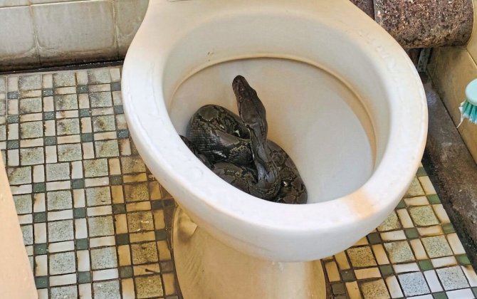 Oturduğu unitazdan nəhəng ilan çıxdı - VİDEO