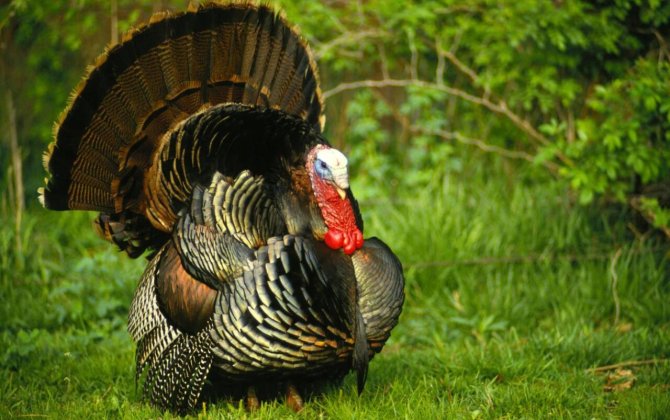 Bazarlarda “hinduşka”nın qiyməti neçəyədir?